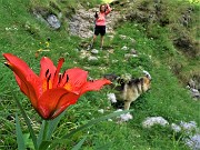 72 Lilium bulbiferum (Giglio rosso o giglio di San Giovanni)